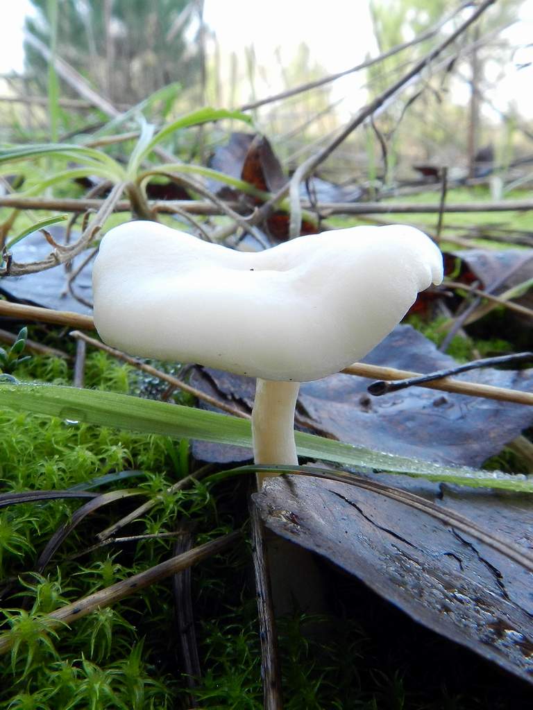 Fungo da determinare